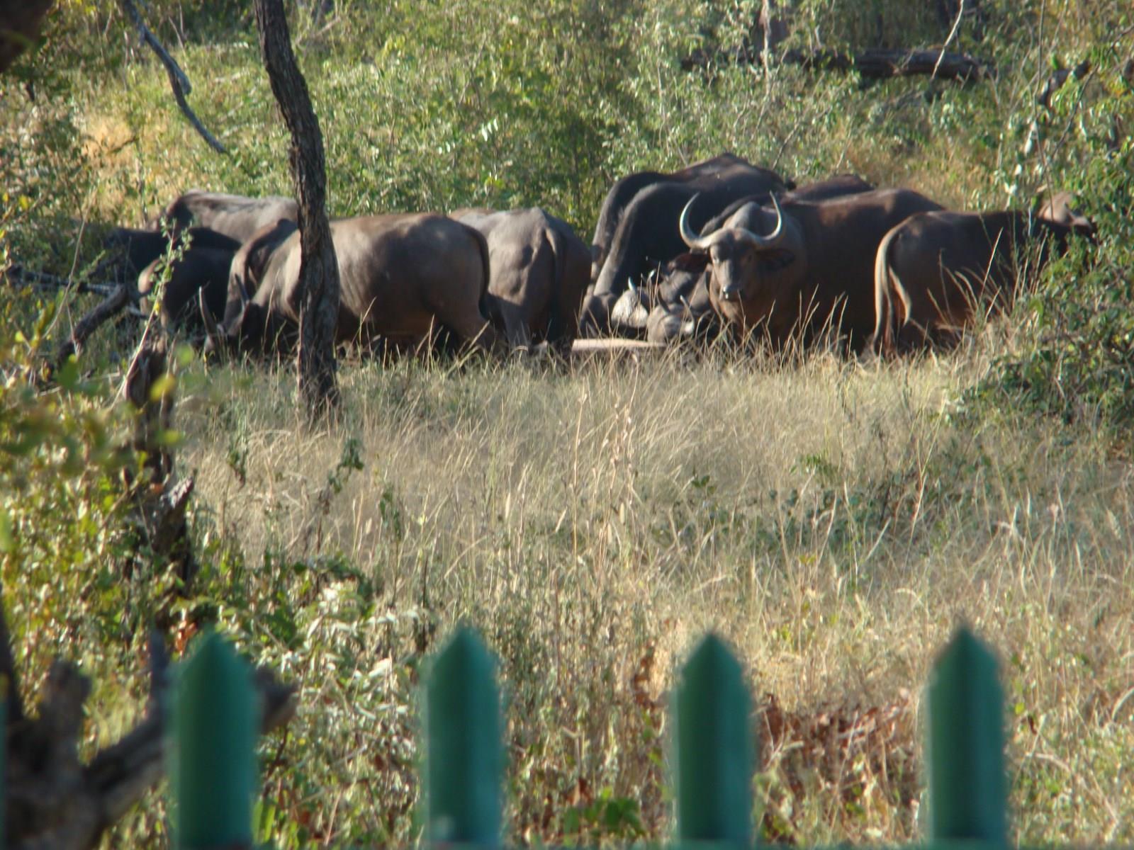 Grietjie Game Reserve Muweti Bush Lodge מראה חיצוני תמונה